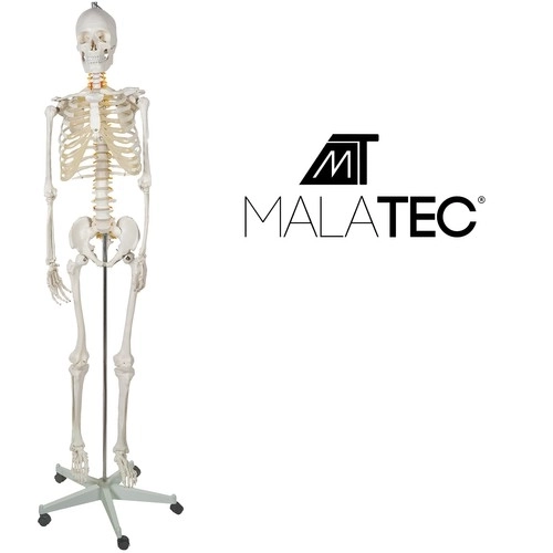 Anatomical Human Skeleton Model 180 cm
