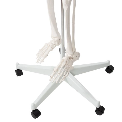 Anatomical Human Skeleton Model 180 cm