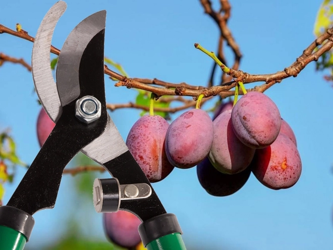 Lange aambeeld tuinschaar voor takken