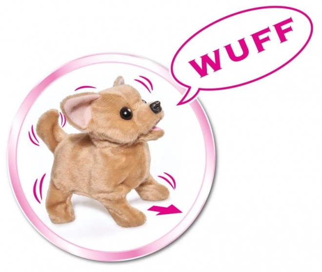 CCL Chihuahua chiot