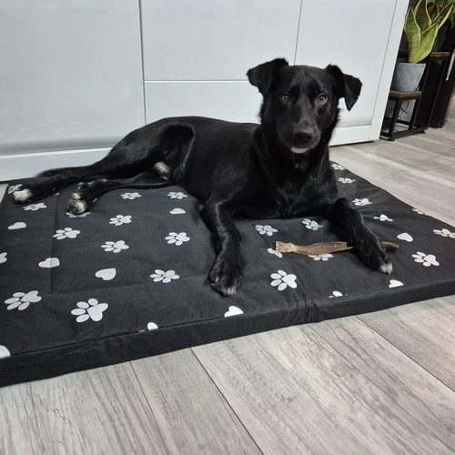 Waterproof Dog Beds for XXL Dogs