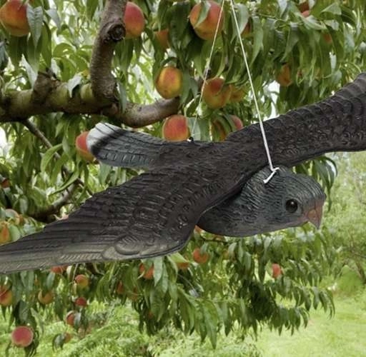 Bird Repellent Falcon