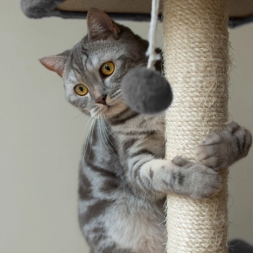Krabpaal voor katten Purlov 71cm, grijs