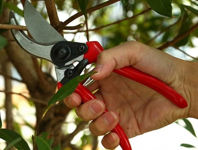 Cisailles à main de jardin pour arbustes