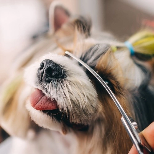 Premium Hundefrisörscheren Set in Etui