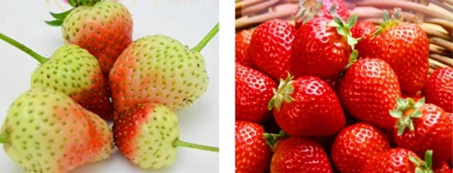 LED lamp voor plantengroei 200 LED E27
