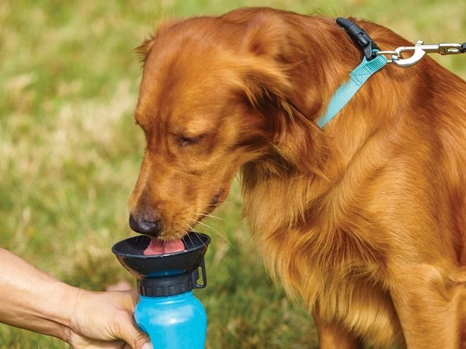 Bouteille d'eau de voyage pour chiens
