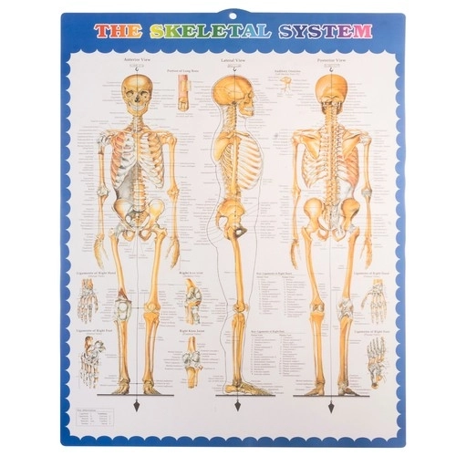 Anatomical Human Skeleton Model 180 cm