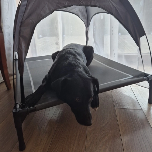 Canopied Dog Bed for XXL Dogs Purlov