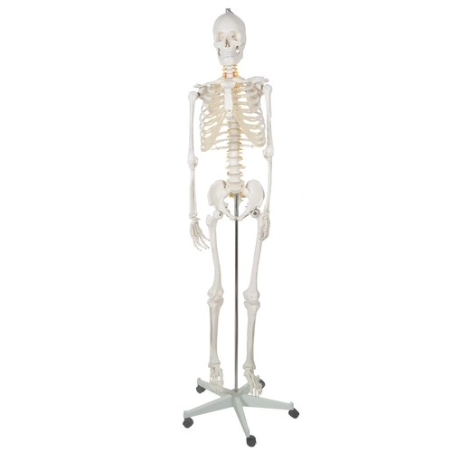 Anatomical Human Skeleton Model 180 cm