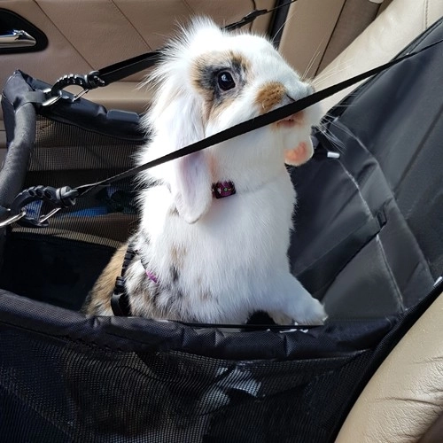 Purlov transportbox voor dieren in de auto