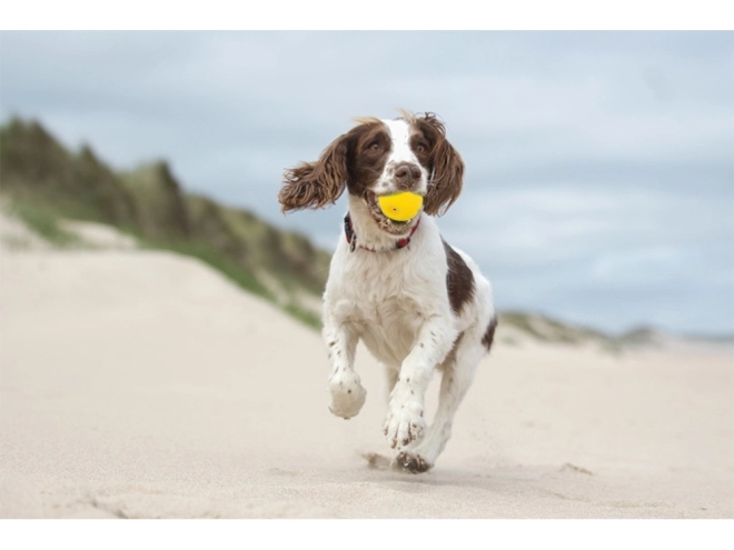Squeaky Rubber Dog Toy - Ball