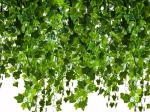 Guirlande de lierre artificiel 50,4 m