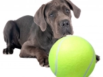 Riesiger Tennisball für Hunde XXL 24 cm