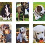 Small Notebook Dog 40 pages