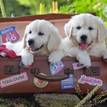 Ravensburger Puzzle Traveling Puppies 100 Pieces