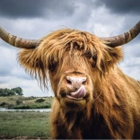 Ravensburger Puzzle Moments Highland Cattle 300 stukjes