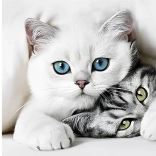 Diamond Painting Cat Secrets 30 × 40 cm Norimpex