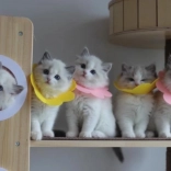 Collerette de protection postopératoire douce pour animaux – rose, taille L