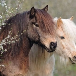 Ravensburger Puzzle Perfect Ponies 150 pieces