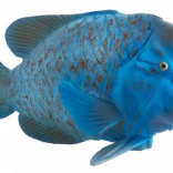 Mojo green wrasse figurine – realistic animal toy