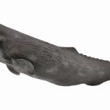 Whale from the Collecta Collection