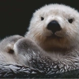 500 Piece Puzzle - Otter