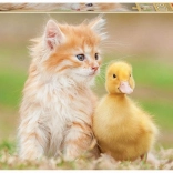 Educa puzzle adorables amis 500 pièces