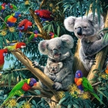Koalas dans l’arbre 500 pièces